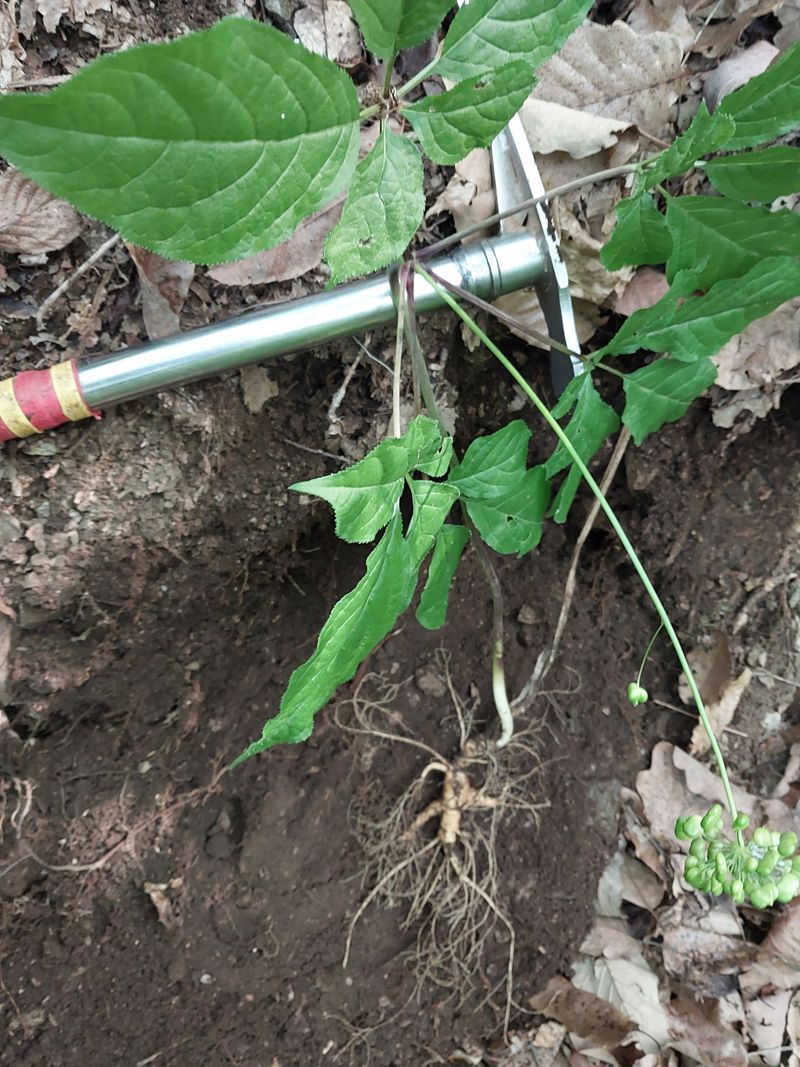 김봉호님의 장터 판매 상품 [산삼 1세트] 첨부 사진