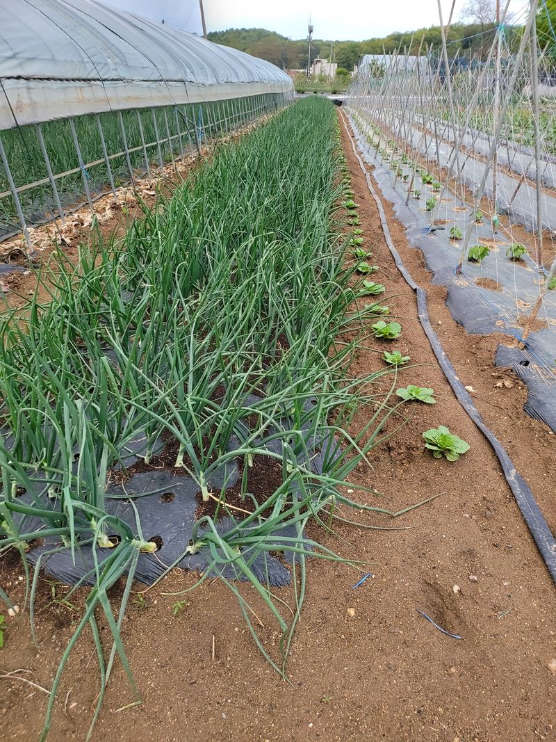 장터 상품 [양파 10kg 무료배송] 썸네일