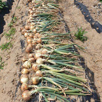 황병호님의 장터 판매 상품 [양파 10kg 무료배송] 첨부 사진