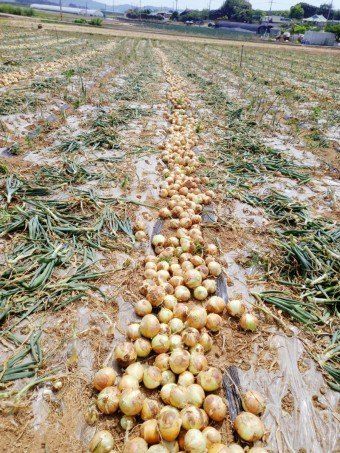 황병호님의 장터 판매 상품 [양파 10kg 무료배송] 첨부 사진