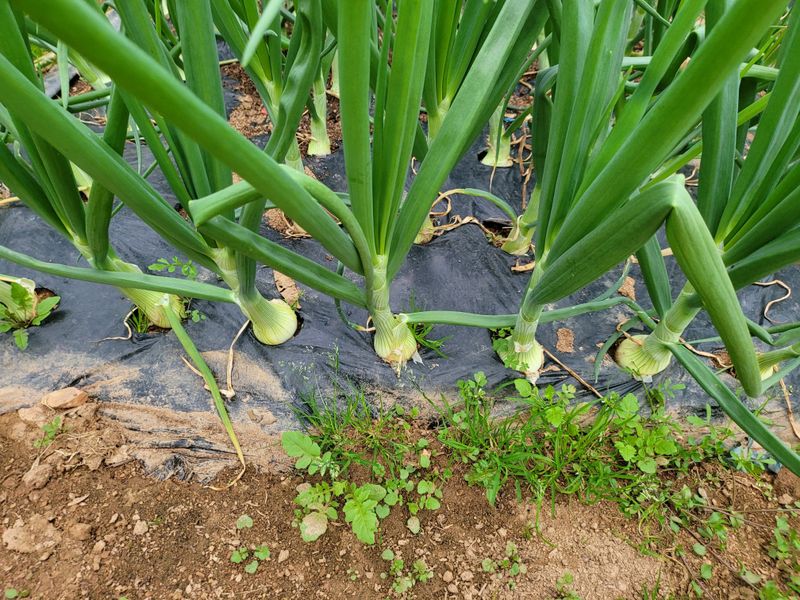황병호님의 장터 판매 상품 [양파 10kg 무료배송] 첨부 사진