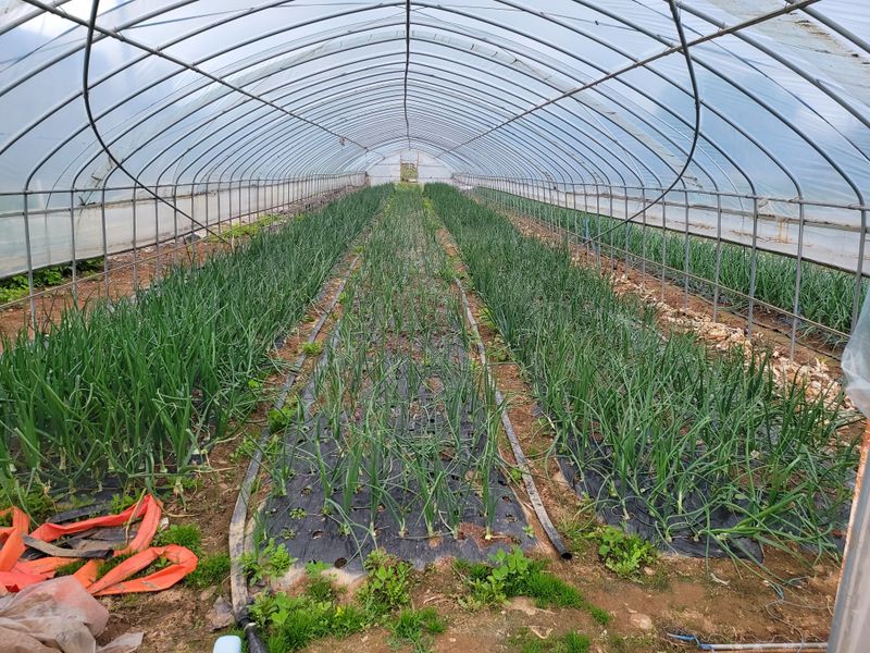 황병호님의 장터 판매 상품 [양파 10kg 무료배송] 첨부 사진