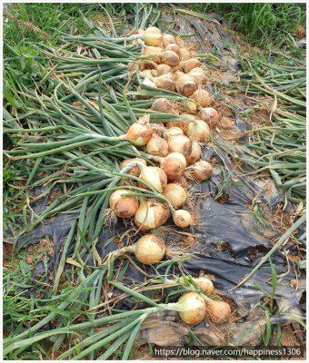 황병호님의 장터 판매 상품 [양파 10kg 무료배송] 첨부 사진