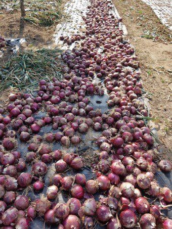 황병호님의 장터 판매 상품 [양파 10kg 무료배송] 첨부 사진