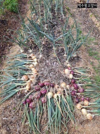 황병호님의 장터 판매 상품 [양파 10kg 무료배송] 첨부 사진