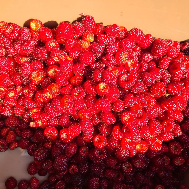 knlee2222님의 장터 판매 상품 [산딸기 500g] 첨부 사진