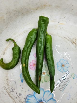 배주원님의 고추 · 병해충상담 작성글 사진