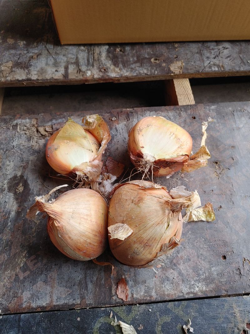 장터 상품 [쌍둥이 20kg 만원택배비 5000천별도] 썸네일