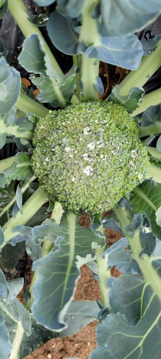 채경희님의 기타작물 · 자유게시판 작성글 사진