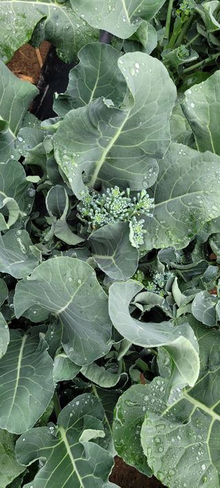 채경희님의 기타작물 · 자유게시판 작성글 사진