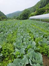 팜모닝 양배추·자유게시판 게시글 이미지