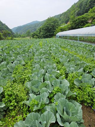 배추20389님의 양배추 · 자유게시판 작성글 사진