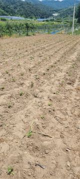 팜모닝 들깨·자유게시판 게시글 이미지