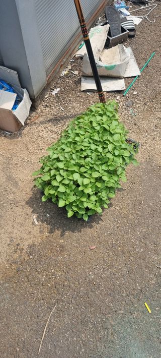 충주 들깨 초보 농님의 들깨 · 자유게시판 작성글 사진