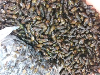 약초꾼님의 자유주제 · 자유게시판 작성글 사진