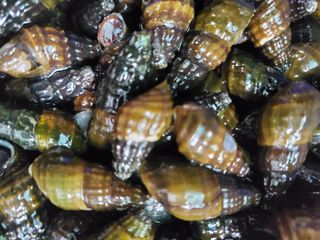 약초꾼님의 자유주제 · 자유게시판 작성글 사진