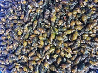 약초꾼님의 자유주제 · 자유게시판 작성글 사진