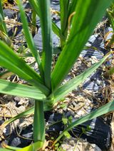 팜모닝 마늘·병해충상담 게시글 이미지