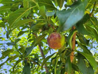 복숭아10913님의 자두 · 자유게시판 작성글 사진