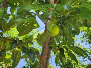 복숭아10913님의 자두 · 자유게시판 작성글 사진