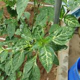 팜모닝 고추·병해충상담 게시글 이미지