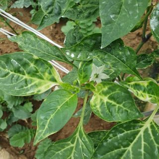 이연희님의 고추 · 병해충상담 작성글 사진