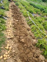 팜모닝 감자·자유게시판 게시글 이미지