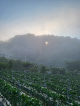 팜모닝 고추·영농일지 게시글 이미지