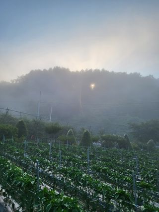 바람소리님의 고추 · 영농일지 작성글 사진