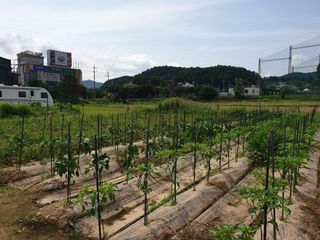 촌놈님의 고추 · 지주설치•유인•성장 작성글 사진
