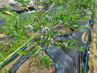 김재열님의 블루베리 · 자유게시판 작성글 사진