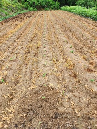  청계유정란 박진균님의 들깨 · 자유게시판 작성글 사진