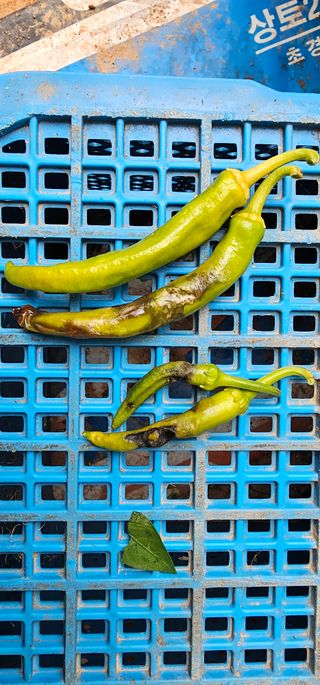 화니네농장님의 고추 · 병해충상담 작성글 사진