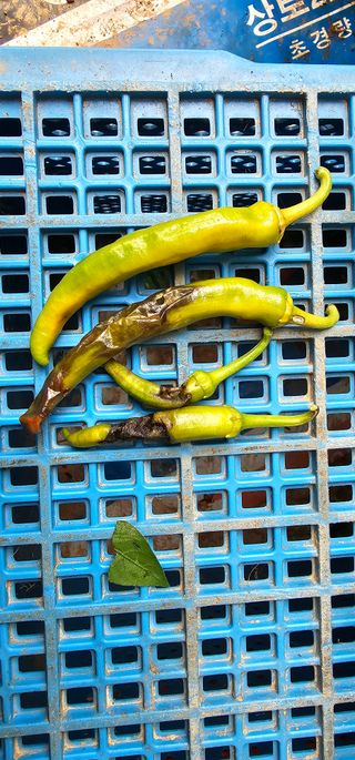 화니네농장님의 고추 · 병해충상담 작성글 사진