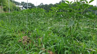 이봉수님의 고추 · 일상 작성글 사진