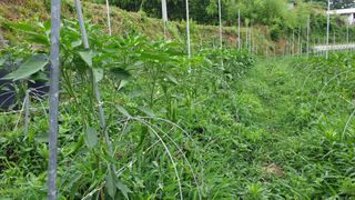 이봉수님의 고추 · 일상 작성글 사진