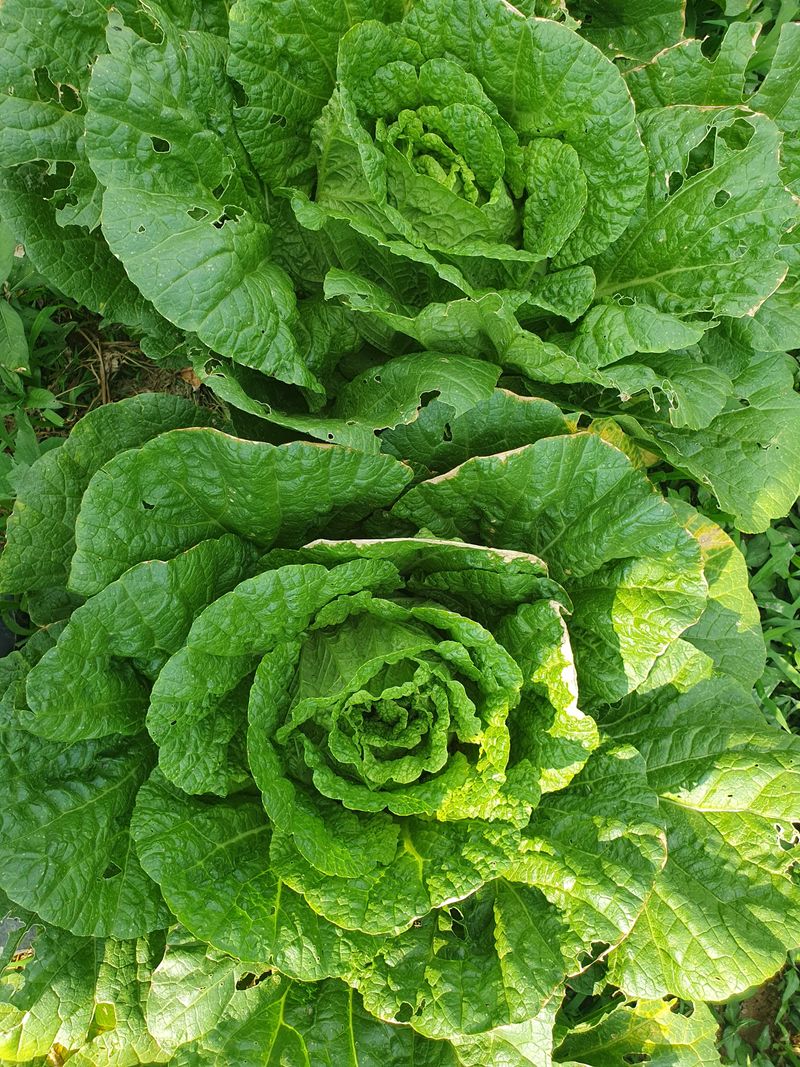 장터 상품 [알배추1포기2.5키로] 썸네일