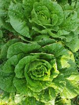 팜모닝 · 게시글 이미지