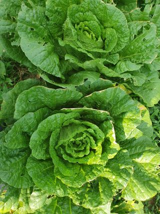 홍진영당당하게님의 작성글 사진