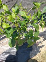 팜모닝 고추·병해충상담 게시글 이미지