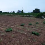 팜모닝 자유주제·자유게시판 게시글 이미지