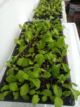 참깨20147님의 상추 · 자유게시판 작성글 사진