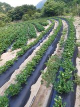 팜모닝 고구마·자유게시판 게시글 이미지