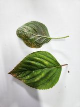 팜모닝 들깨·병해충상담 게시글 이미지