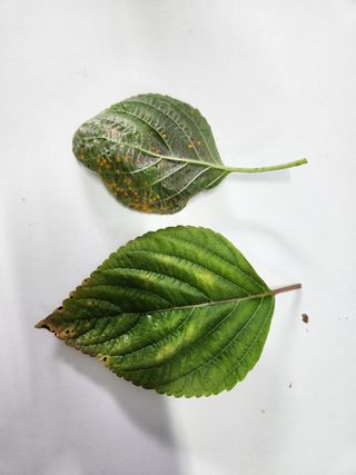 주말농장님의 들깨 · 병해충상담 작성글 사진