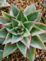 팜모닝 장마 대비 어떻게 하셨나요?·참여 게시글 이미지