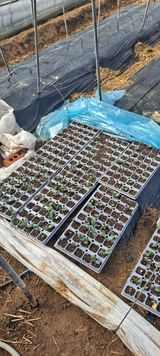 팜모닝 호박·병해충상담 게시글 이미지