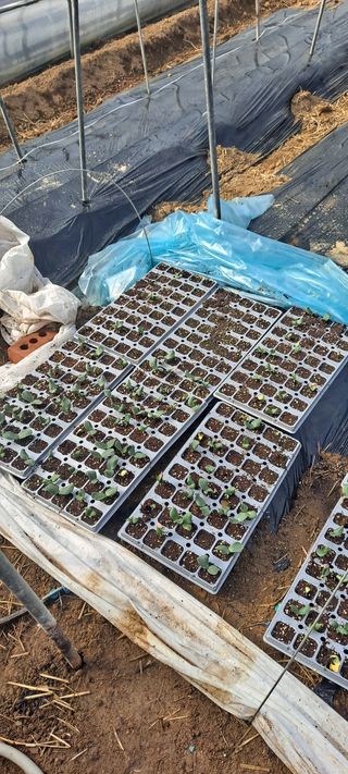 도도12님의 호박 · 병해충상담 작성글 사진