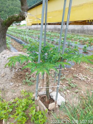 유병욱님의 벼 · 자유게시판 작성글 사진