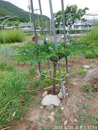 유병욱님의 벼 · 자유게시판 작성글 사진